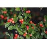 BARE-ROOT HEDGING Cotoneaster simonsii (5 Plants)   40/60 1+1