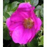 BARE-ROOT HEDGING Rosa rugosa 'Rubra' (5 Plants)   40/60 1+1