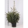 CHRISTMAS TREE Picea omorika 100/125cm 10L (POTGROWN)