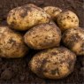 SEED POTATO - FIRST EARLY 'Caledonian Pearl' - 2.5kg
