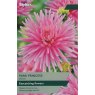 TAYLORS Dahlia Park Princess