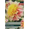 TAYLORS Dahlia Polka