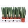 Sansevieria cyl Straight   12 cm