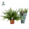 Nephrolepis ex Green Lady 'Air So Pure'   17cm