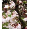 Prunus incisa 'Kojo-no-mai'   3L