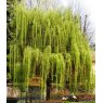 Salix x sepulcralis var. chrysocoma   10L