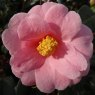 Camellia x williamsii 'Bowen Bryant'   1.5L
