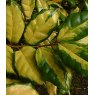 Elaeagnus x ebbingei 'Coastal Gold'   3L Elaeagnus x ebbingei 'Coastal Gold'   3L