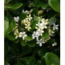Pittosporum tobira 'Nanum'   3L