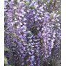 Wisteria floribunda 'Royal Purple' (SYN. 'KOKURYU')   5L
