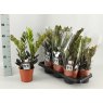 Zamioculcas zamiifolia Raven 4+   14cm