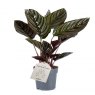 Calathea sanderiana   11cm