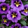Calibrachoa 'Cabaret Blue BumbleBee'    9cm/10cm