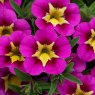 Calibrachoa 'Cabaret Hot Pink BumbleBee Ely'    9cm/10cm