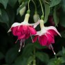 Fuchsia 'Seventh Heaven' (U)   9cm/10cm
