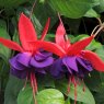 Fuchsia 'Voodoo' (T)   9cm/10cm