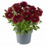 Osteospermum 'Dalina Dark Red'   9cm/10cm