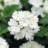 Verbena 'Showboat White'   9cm/10cm