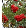Sorbus aucuparia 'Cardinal Royal'   10L/12L