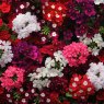 Verbena Mixed   6pk
