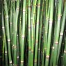 MARGINAL - Equisetum hyemale   3L