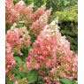 Hydrangea paniculata 'Pinky Winky'   3L