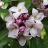 Daphne bholua 'Jacqueline Postill'  2L