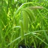 MARGINAL - Carex pseudocyperus   3L