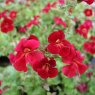 MARGINAL - Mimulus cupreus 'Red Emperor'   3L