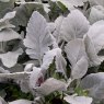 Cineraria 'Cirrus'   6pk