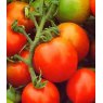 Tomato 'Red Alert'   8.5cm/9cm