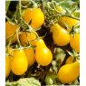 Tomato 'Peardrops' F1   9cm