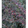 Cotoneaster atropurpureus 'Variegatus'   3L Cotoneaster atropurpureus 'Variegatus'   3L