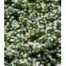 Cotoneaster dammeri   3L