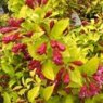 Weigela 'Briant Rubidor'  3L