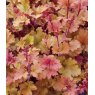 Heuchera 'Marmalade'  2L