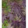 Acer palmatum 'Trompenburg'   3L