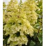 Hydrangea paniculata 'Hpopr013' (CANDLELIGHT)   3L