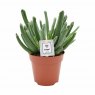 Cotyledon Elephant's Trunk   12cm Cotyledon Elephant's Trunk   12cm