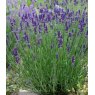 Lavandula angustifolia 'Imperial Gem'  2L