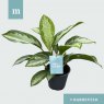 HOUSE Aglaonema Silver Bay 424123
