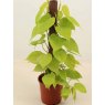 HOUSE Kratiste Philodendron lime 480556