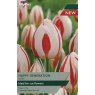 TAYLORS Tulip Happy Generation