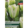 TAYLORS Tulip Green Spirit