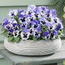 AUTUMN PACK Pansy Matrix 'Delft Blue'   6pk