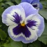 AUTUMN PACK Pansy Matrix 'Delft Blue'   6pk