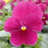 AUTUMN PACK Pansy Matrix 'Rose'   6pk