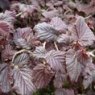 Corylus avellana 'Red Majestic'  5L Corylus avellana 'Red Majestic'  5L
