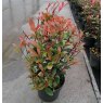 Photinia x fraseri 'Carre Rouge'   5L
