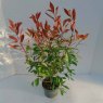 Photinia x fraseri 'Red Robin'  5L Photinia x fraseri 'Red Robin'  5L